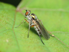 Rhaphium