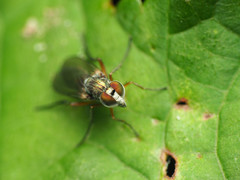 Rhaphium