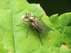 Rhaphium