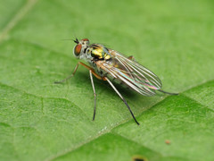 Rhaphium