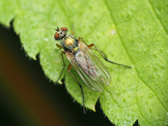 Rhaphium