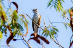 Cacomantis sonneratii