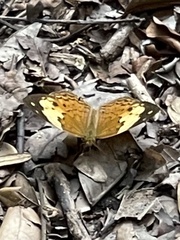 Cupha erymanthis lotis