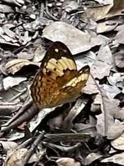 Cupha erymanthis lotis