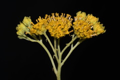 Hymenopappus flavescens