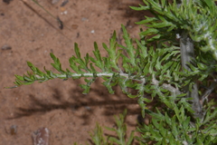 Hymenopappus flavescens