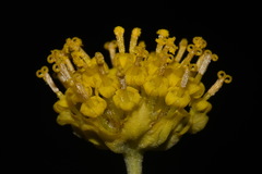 Hymenopappus flavescens