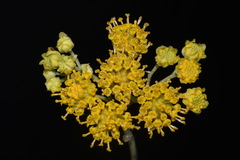 Hymenopappus flavescens