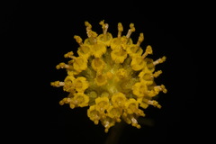 Hymenopappus flavescens