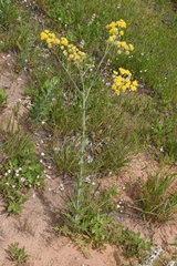 Hymenopappus flavescens