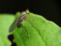 Dolichopus longipennis