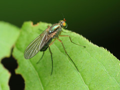 Dolichopus longipennis