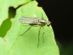 Dolichopus longipennis