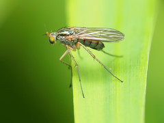 Dolichopus longipennis