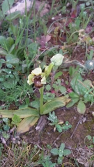 Ophrys bombyliflora