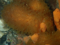 Distaplia