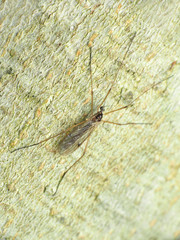 Teucholabis complexa