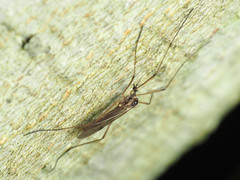 Teucholabis complexa