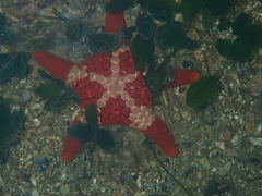Nectria ocellata