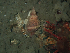 Austrotriton subdistortus