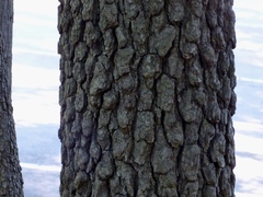 Diospyros virginiana
