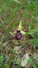 Ophrys sphegodes atrata