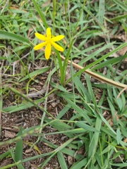 Hypoxis pratensis