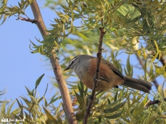 Montecincla fairbanki