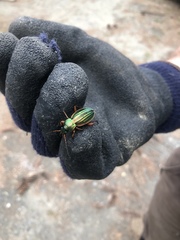 Carabus auratus