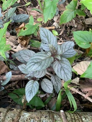 Plectranthus ciliatus