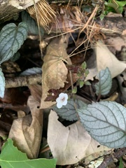 Plectranthus ciliatus
