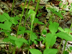 Arisaema triphyllum