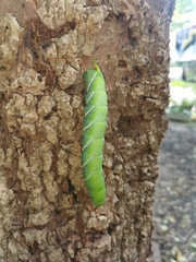 Acherontia