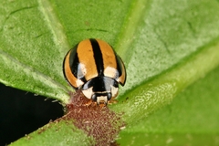 Cheilomenes propinqua