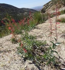 Penstemon centranthifolius