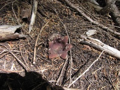 Sarcosphaera coronaria