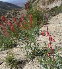Penstemon centranthifolius
