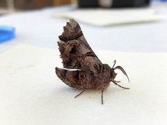 Hypographa phlegetonaria