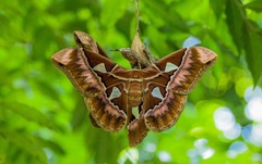 Rothschildia speculifer