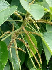 Acalypha macrostachya