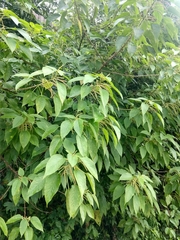 Acalypha macrostachya