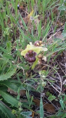 Ophrys bombyliflora