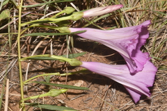 Ipomoea leptophylla
