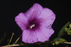 Ipomoea leptophylla