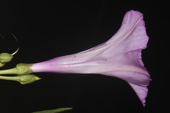 Ipomoea leptophylla