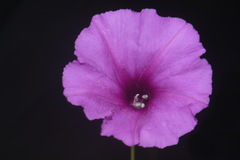 Ipomoea leptophylla