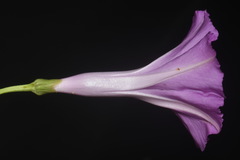 Ipomoea leptophylla