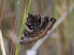 Euclidia ardita