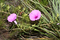 Ipomoea leptophylla