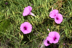 Ipomoea leptophylla